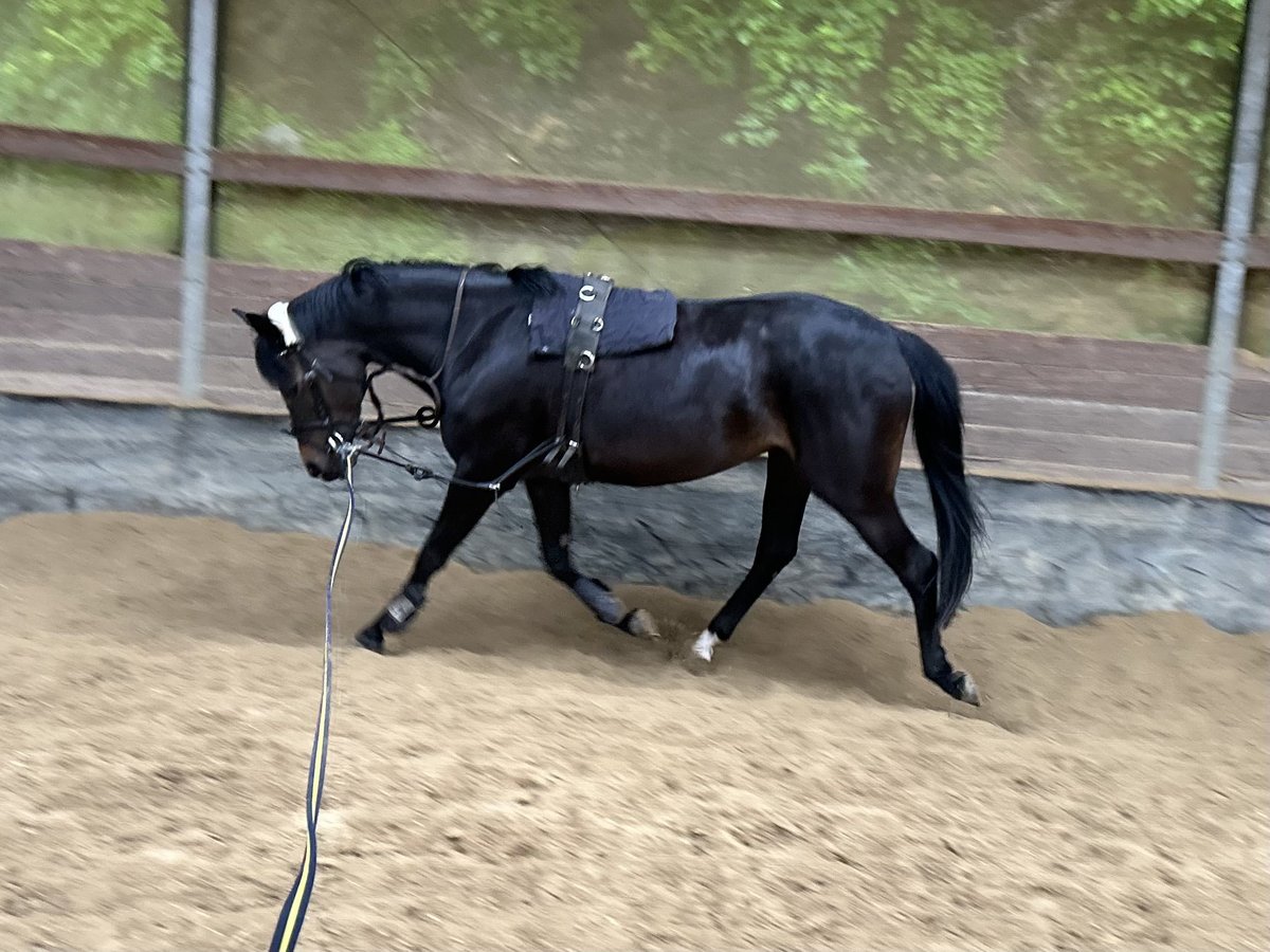 Duitse rijpony Merrie 6 Jaar 144 cm Donkerbruin in Gomadingen