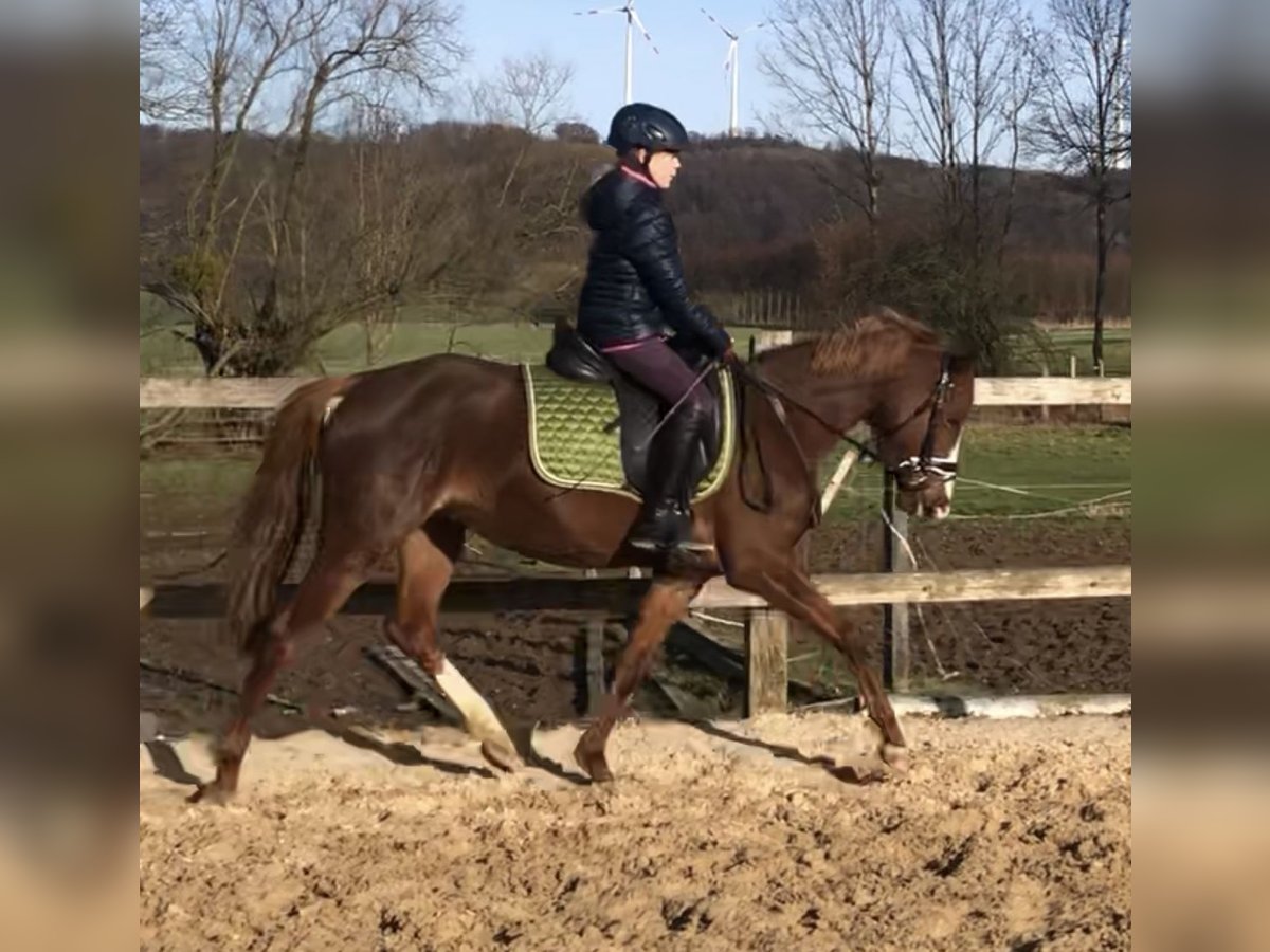 Duitse rijpony Merrie 6 Jaar 144 cm Vos in Kalletal