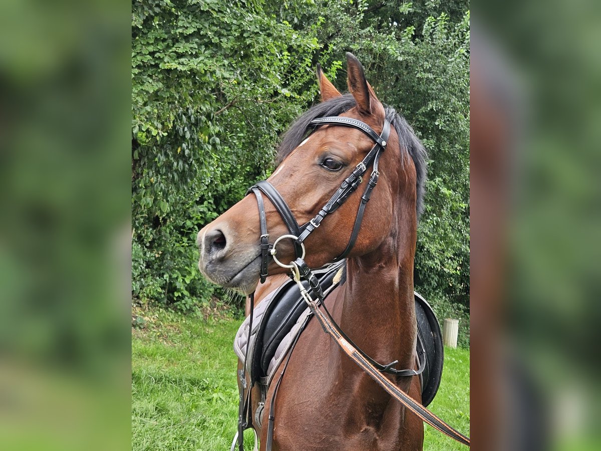 Duitse rijpony Merrie 6 Jaar 146 cm Bruin in Brilon