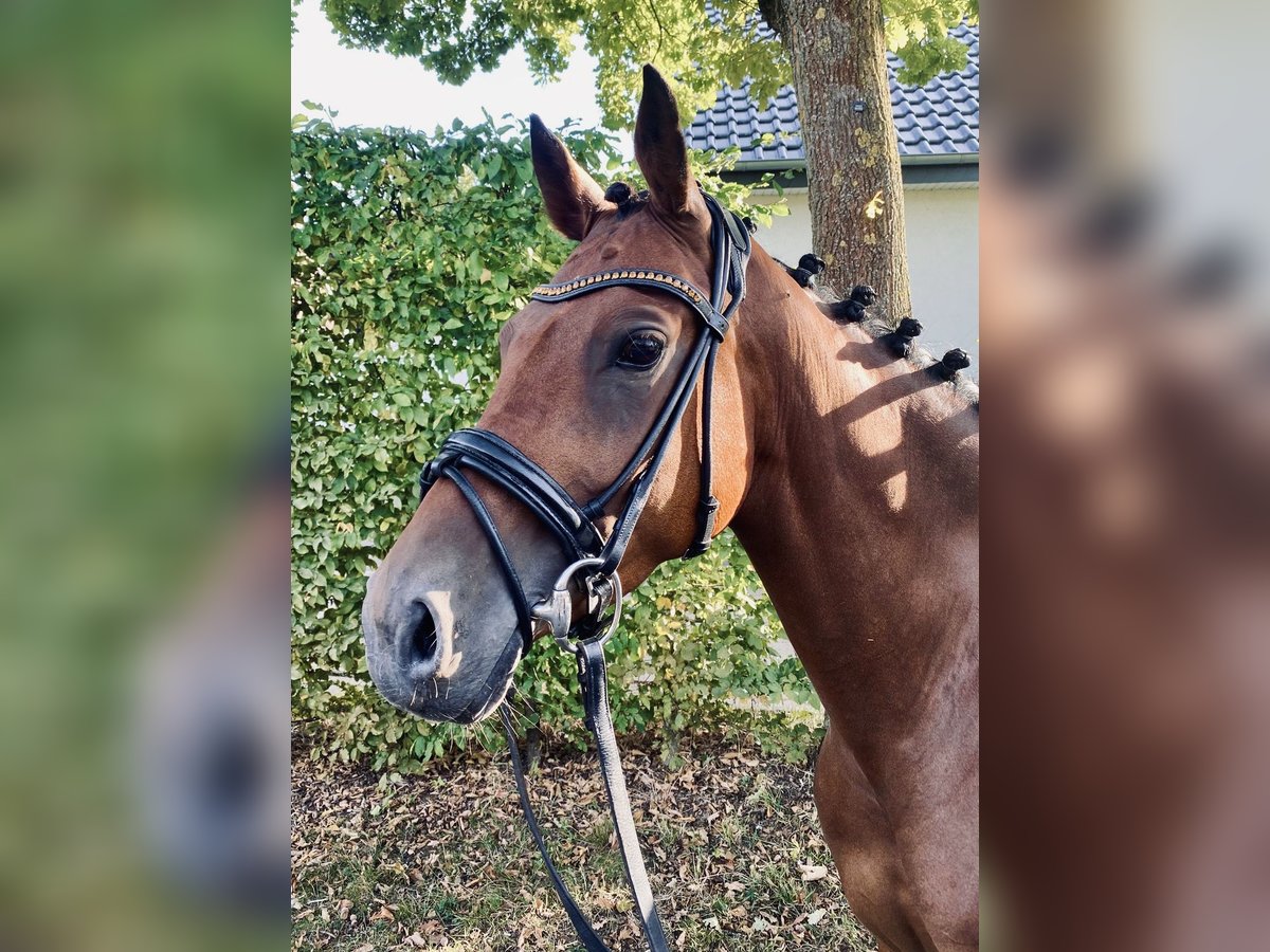 Duitse rijpony Merrie 6 Jaar 146 cm Bruin in Sendenhorst