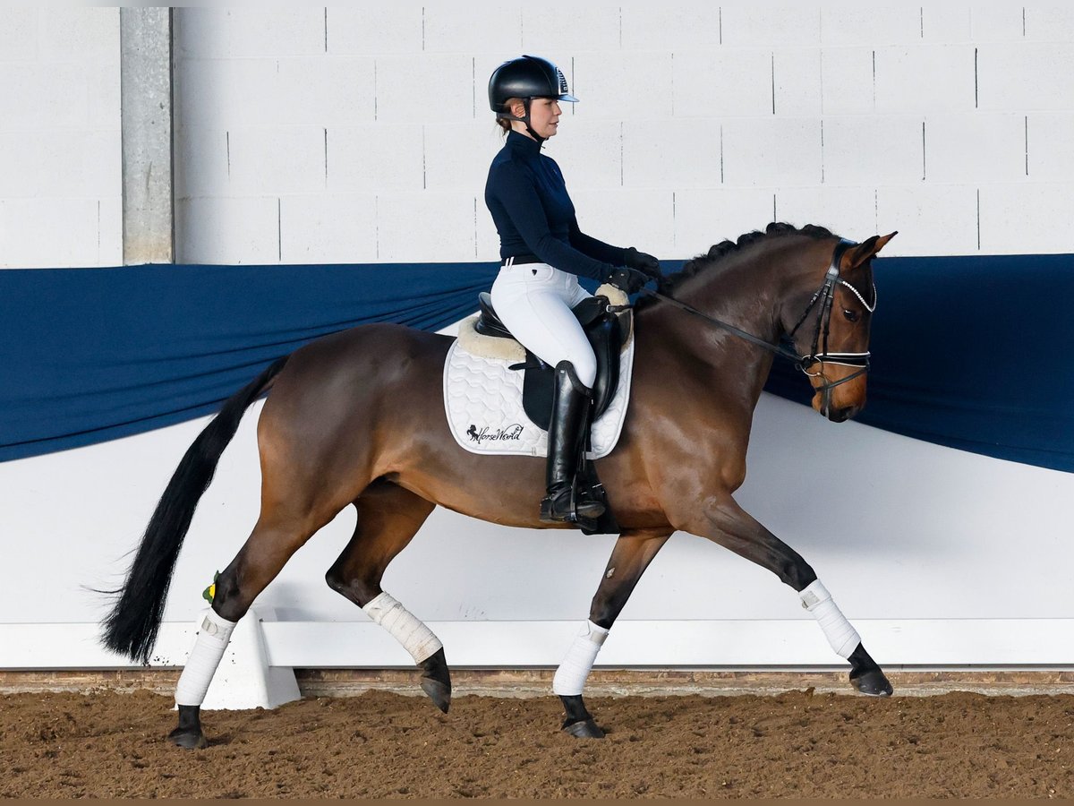 Duitse rijpony Merrie 6 Jaar 147 cm Bruin in Marsberg