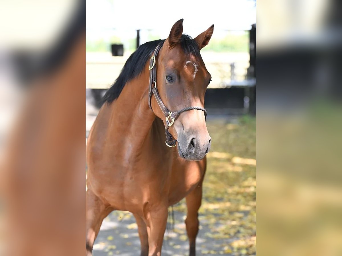 Duitse rijpony Merrie 6 Jaar 147 cm Bruin in Vettweiß