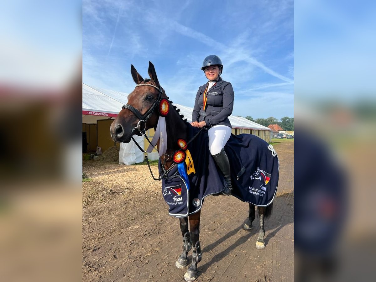 Duitse rijpony Merrie 6 Jaar 147 cm Bruin in Löningen