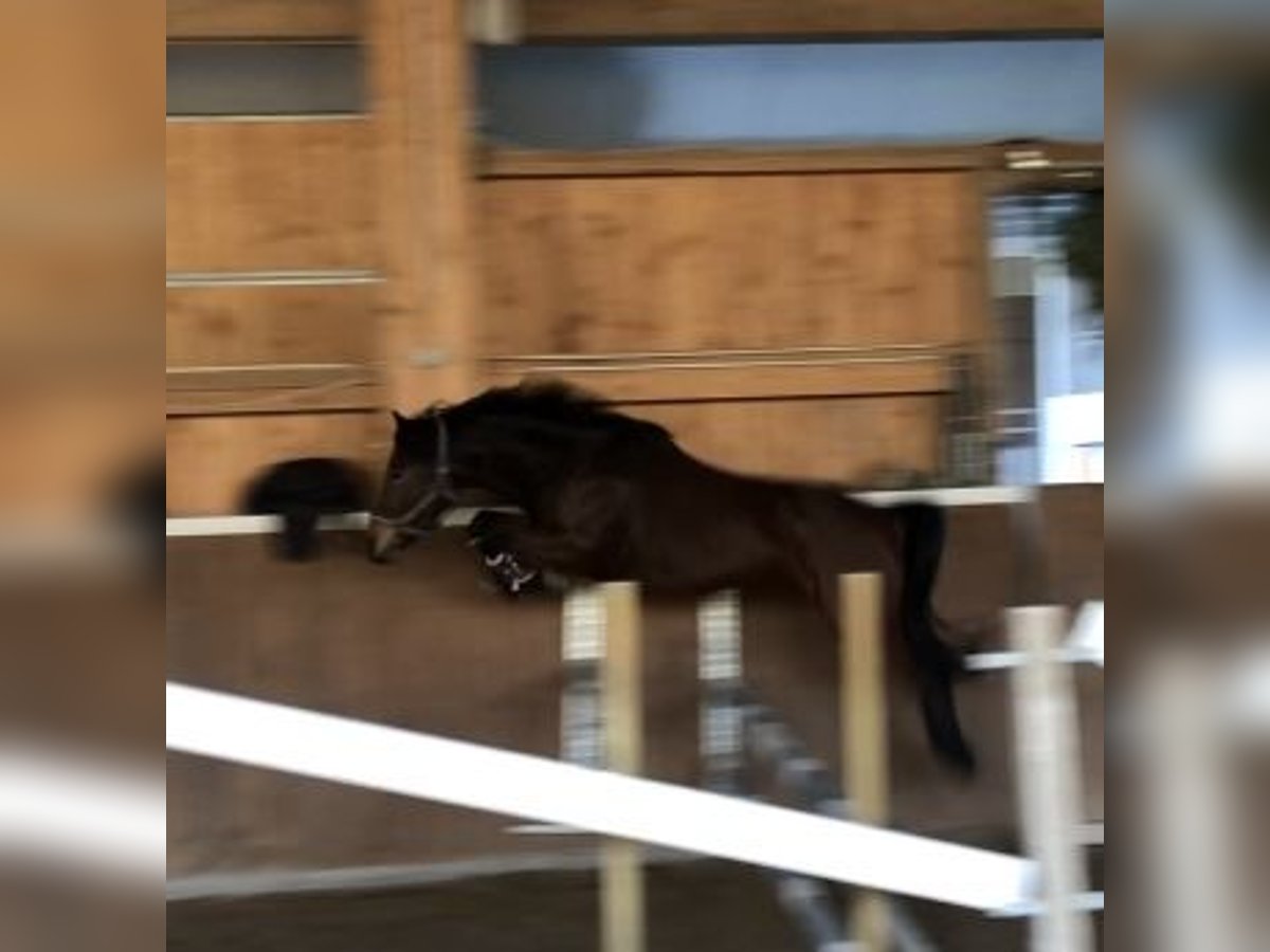 Duitse rijpony Merrie 6 Jaar 147 cm Bruin in Achern