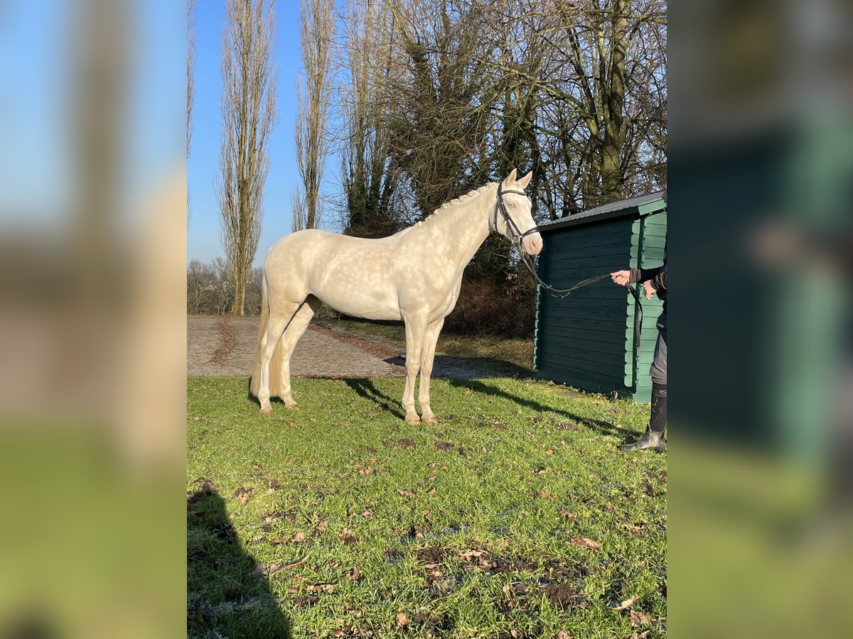 Duitse rijpony Merrie 6 Jaar 147 cm Cremello in Leverkusen