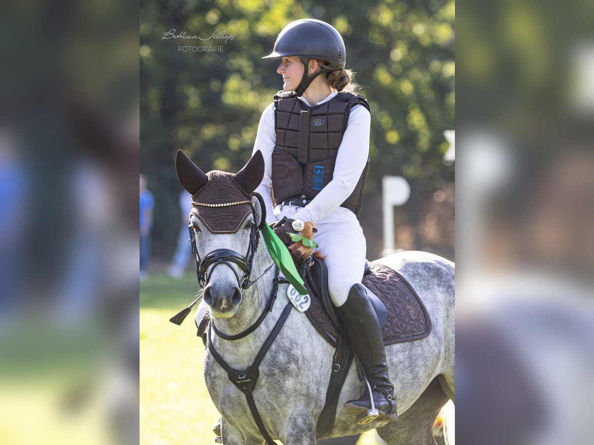 Duitse rijpony Merrie 6 Jaar 147 cm Schimmel in Egestorf