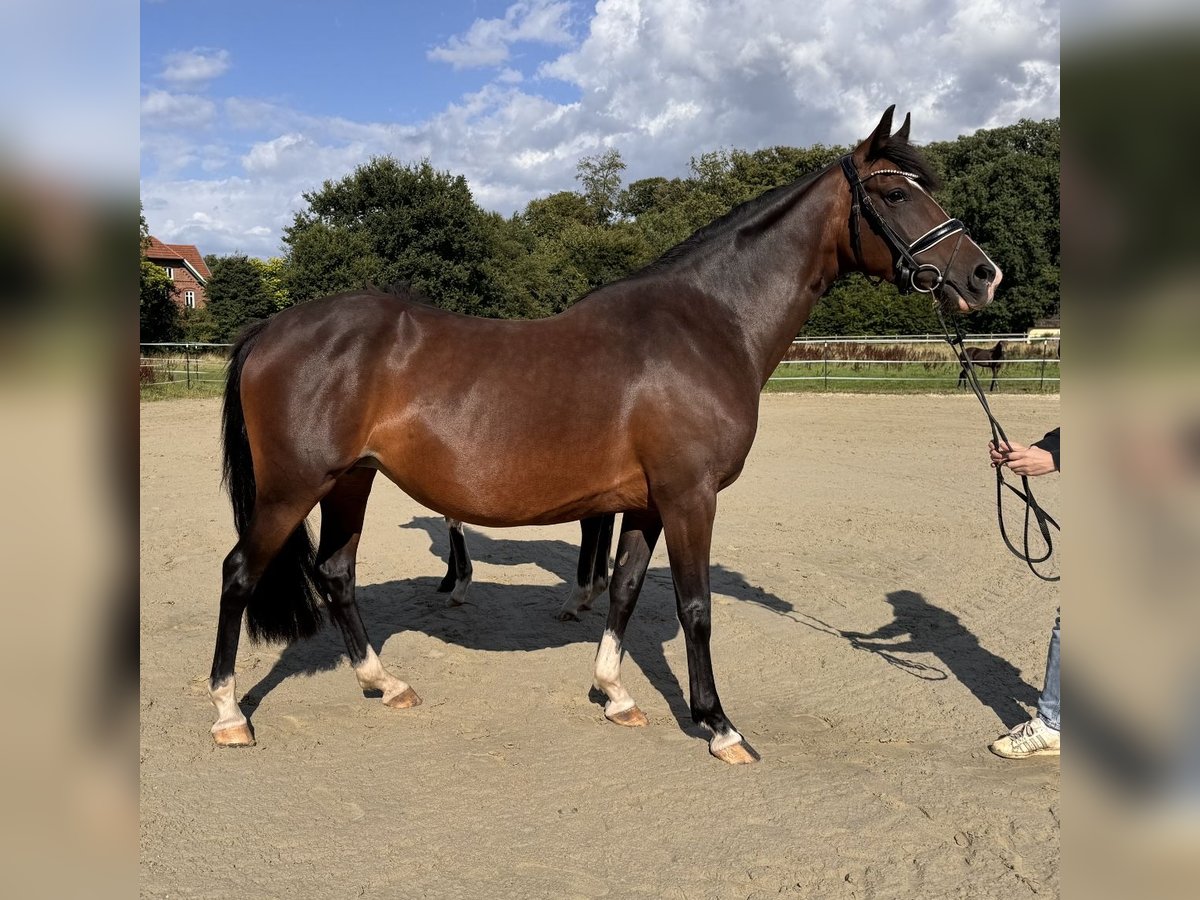 Duitse rijpony Merrie 6 Jaar 148 cm Donkerbruin in Bassum