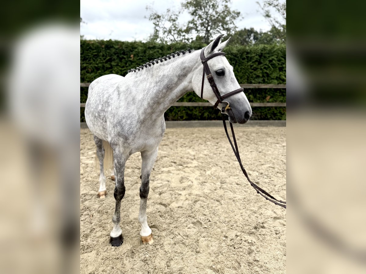 Duitse rijpony Merrie 6 Jaar 148 cm Schimmel in Lohne (Oldenburg)