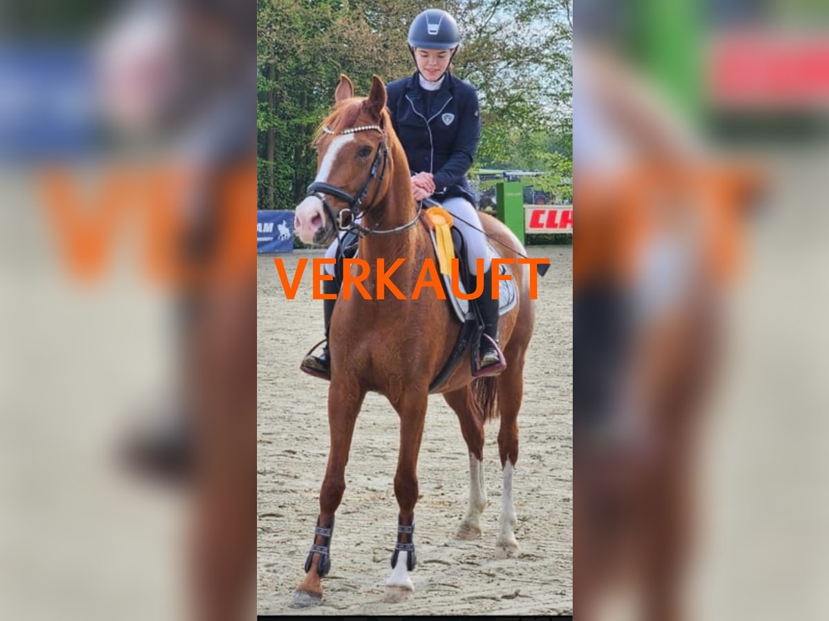 Duitse rijpony Merrie 6 Jaar 148 cm in Verl