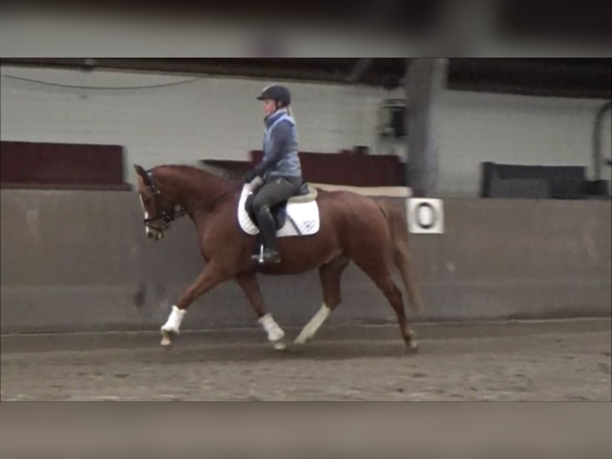 Duitse rijpony Merrie 6 Jaar 148 cm in Süderlügum