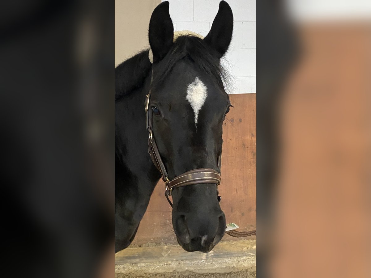 Duitse rijpony Merrie 6 Jaar 148 cm Zwart in Wipperfürth