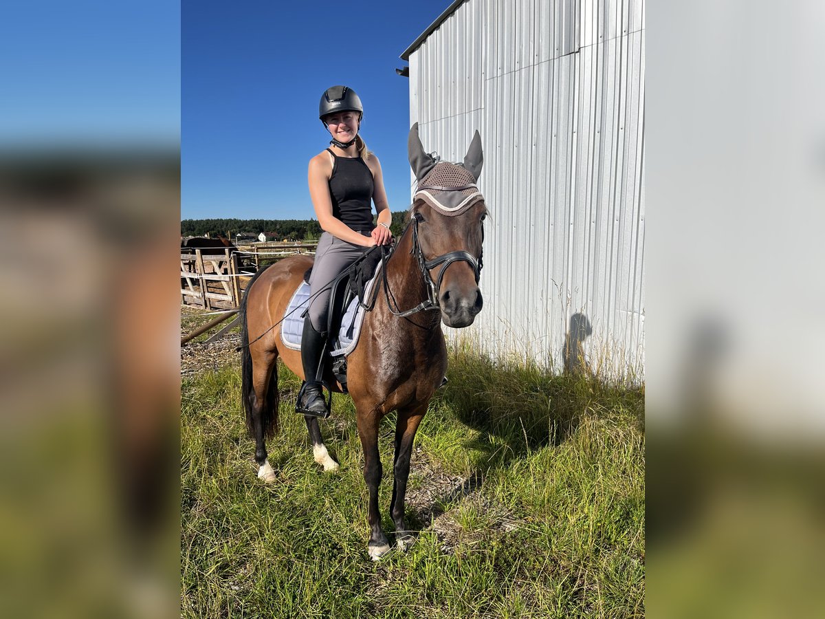Duitse rijpony Merrie 6 Jaar 150 cm Bruin in Mitwitz