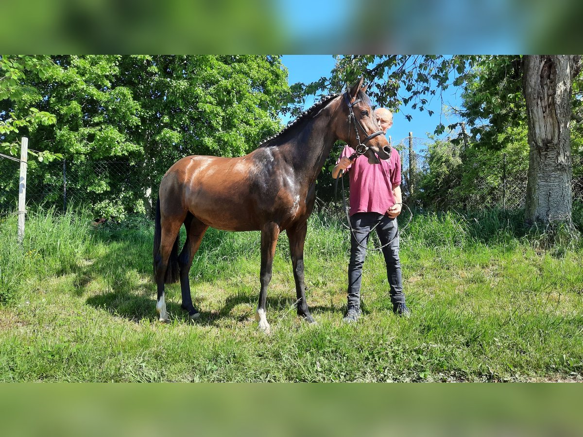 Duitse rijpony Merrie 6 Jaar 150 cm Bruin in Rochlitz