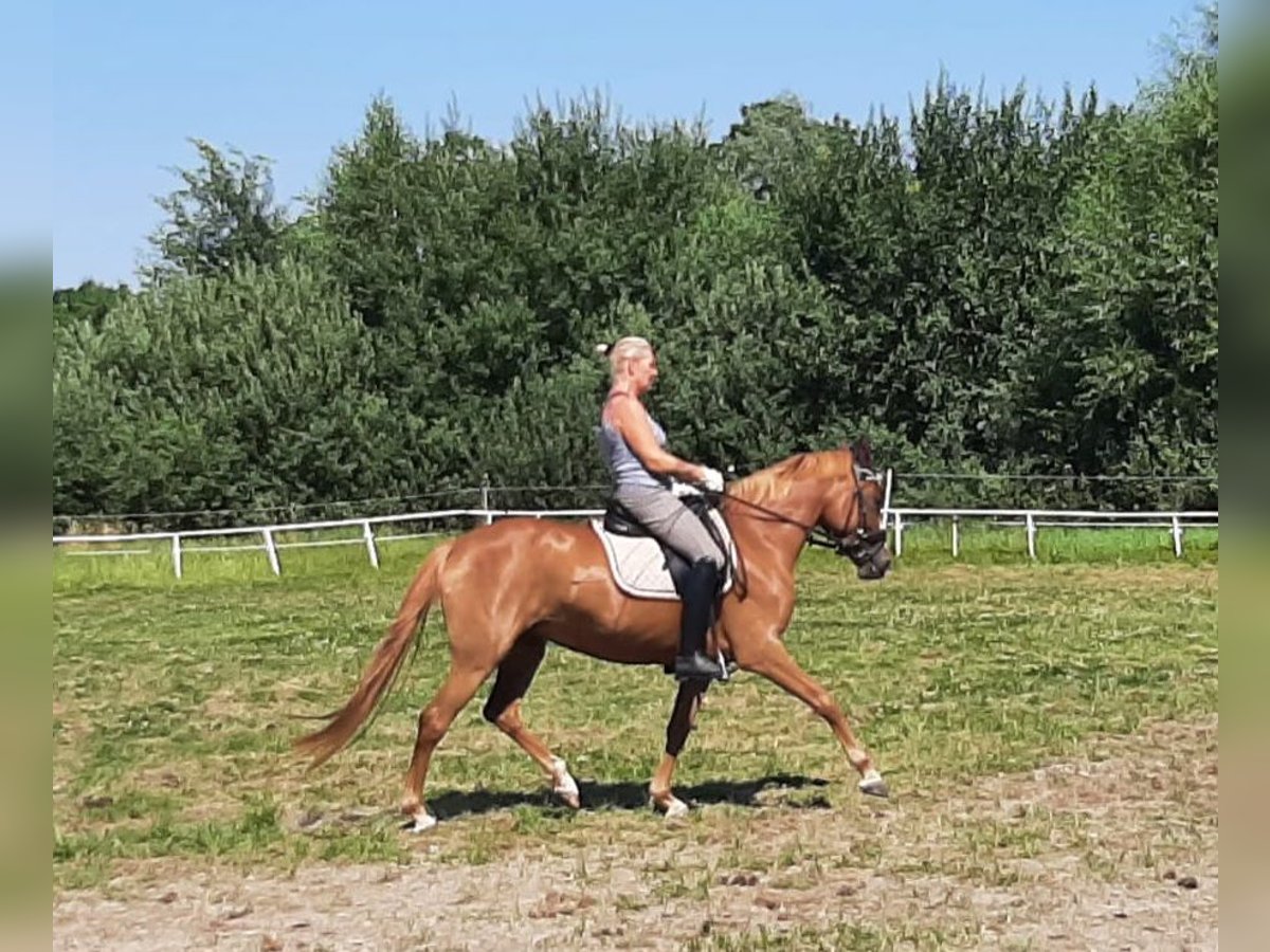 Duitse rijpony Merrie 6 Jaar 150 cm Vos in Lindenberg