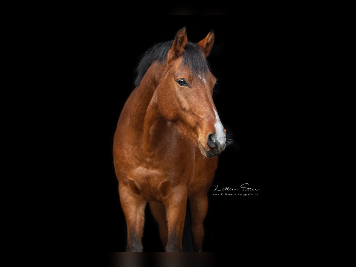 Duitse rijpony Mix Merrie 6 Jaar 152 cm Lichtbruin in Hoogstede