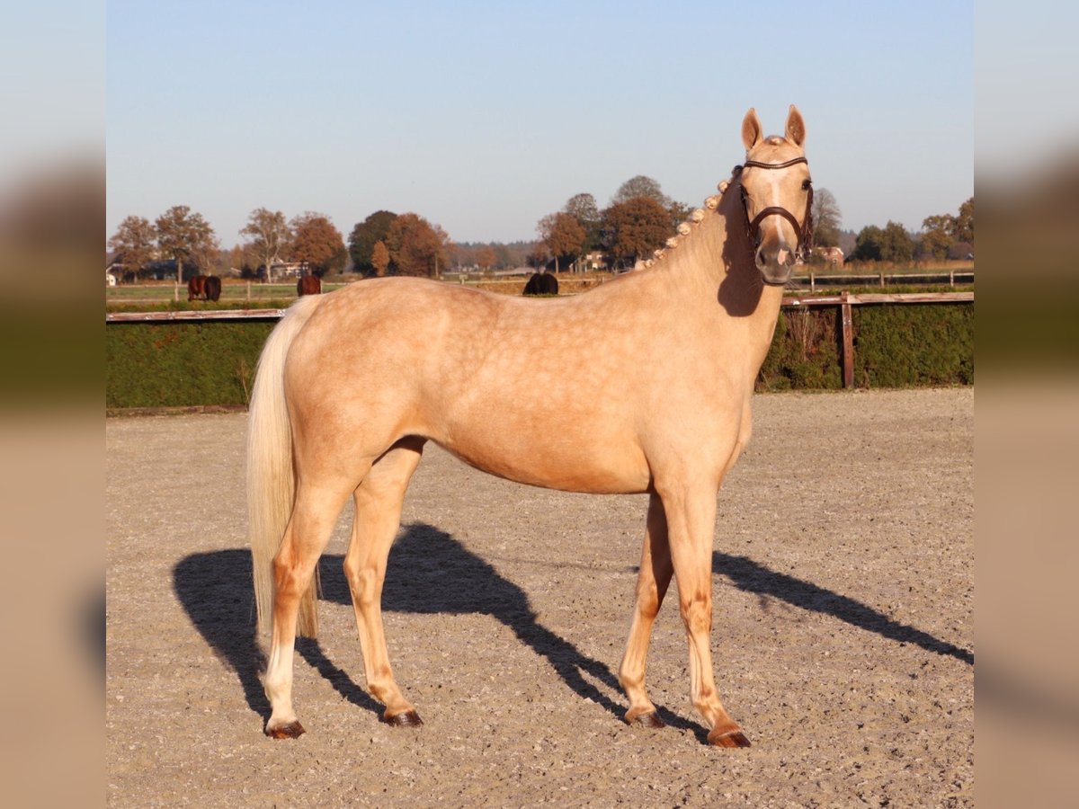 Duitse rijpony Merrie 6 Jaar 155 cm Palomino in Heusden zolder