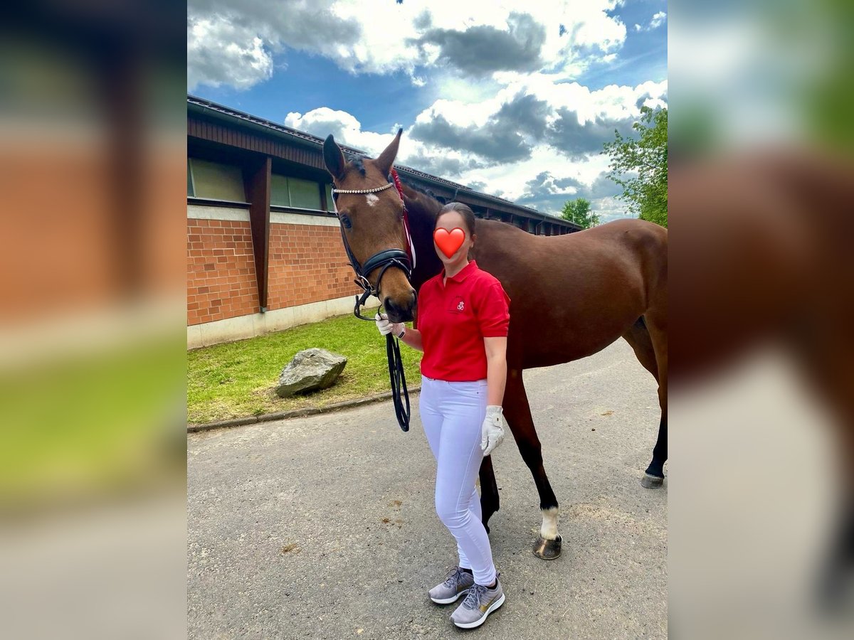 Duitse rijpony Merrie 6 Jaar 156 cm Bruin in Ober-Ramstadt