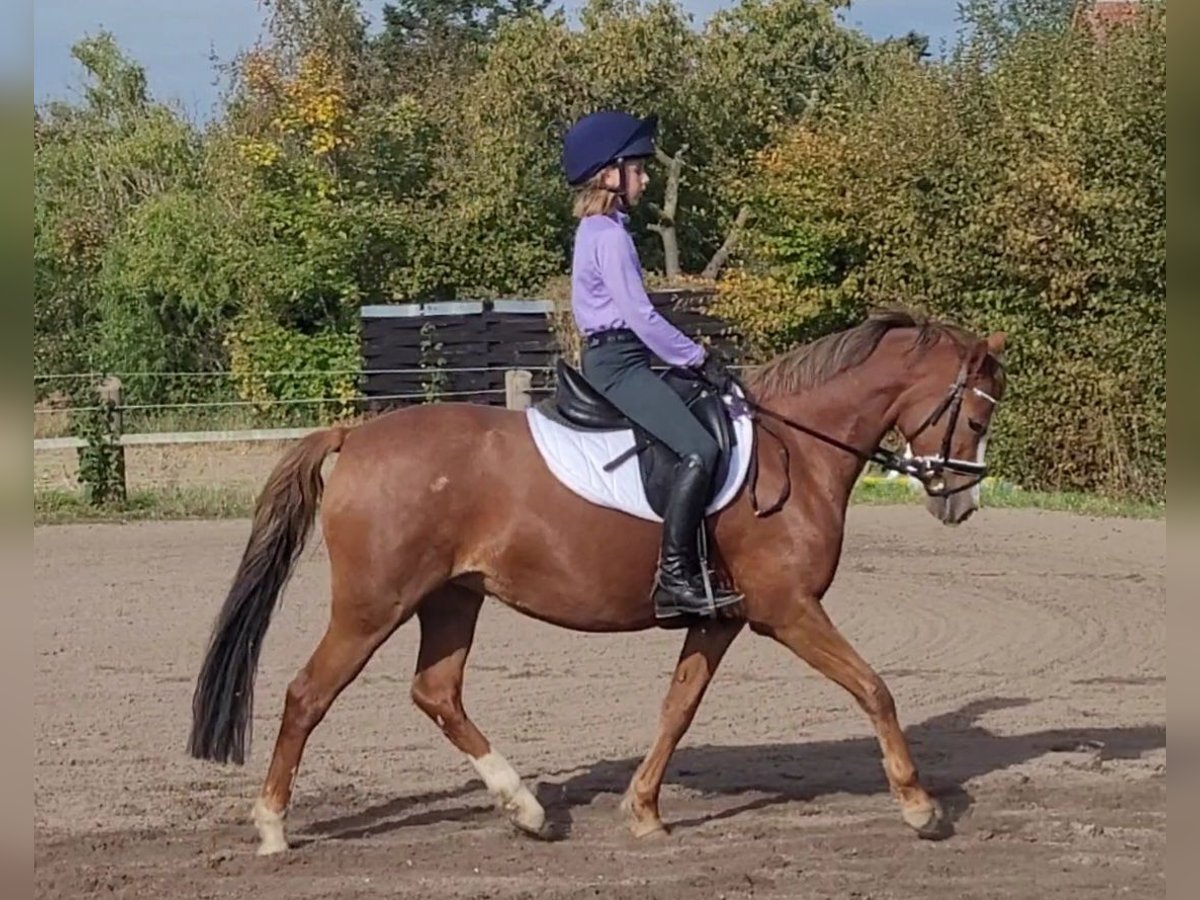 Duitse rijpony Merrie 7 Jaar 140 cm Vos in Uetze