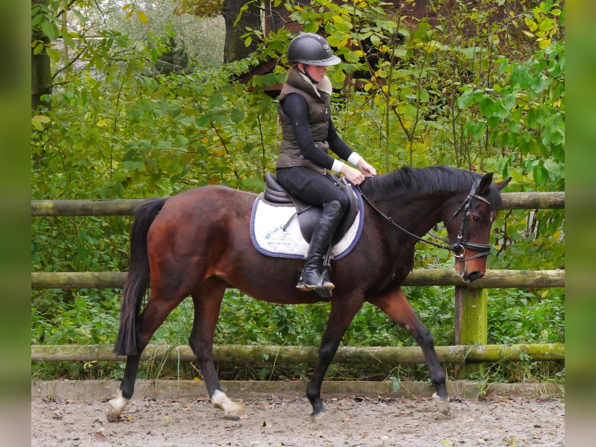 Duitse rijpony Merrie 7 Jaar 141 cm in Dorsten