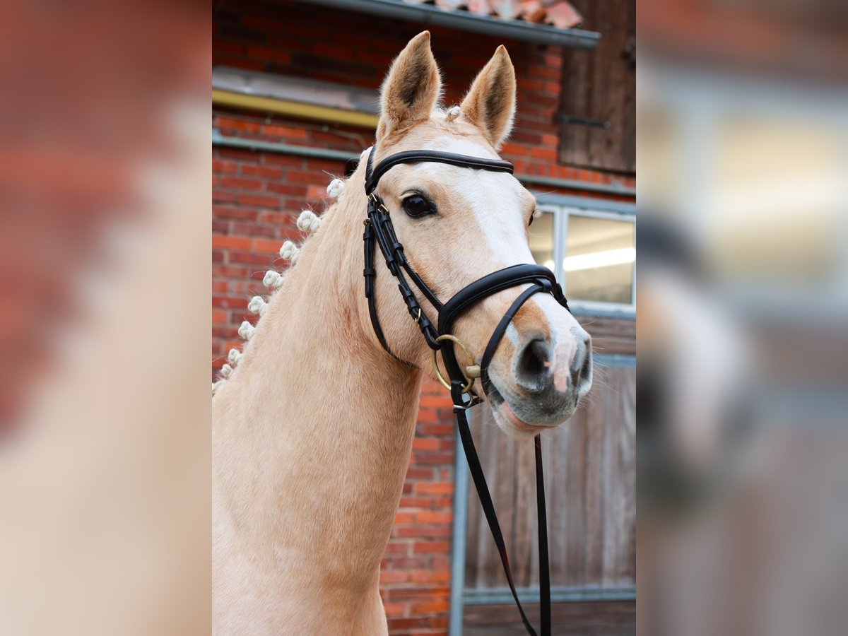 Duitse rijpony Merrie 7 Jaar 142 cm Palomino in Dannenberg (Elbe)