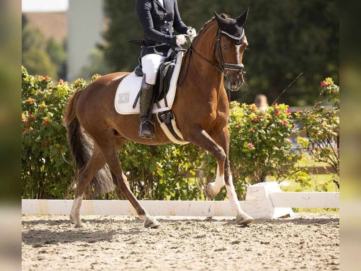 Duitse rijpony Merrie 7 Jaar 144 cm Donkere-vos in Essen