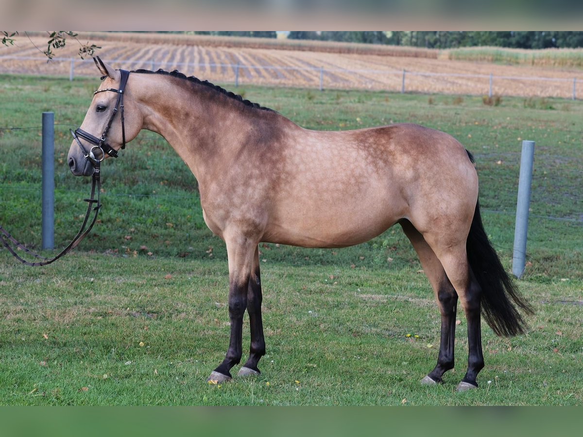 Duitse rijpony Merrie 7 Jaar 144 cm Falbe in Bad Laer