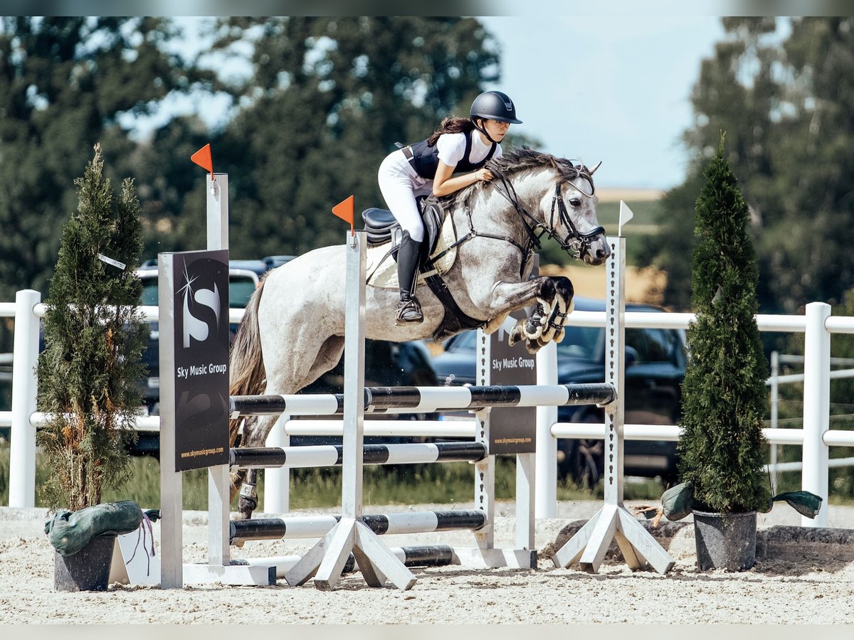 Duitse rijpony Merrie 7 Jaar 144 cm Schimmel in Mondsee