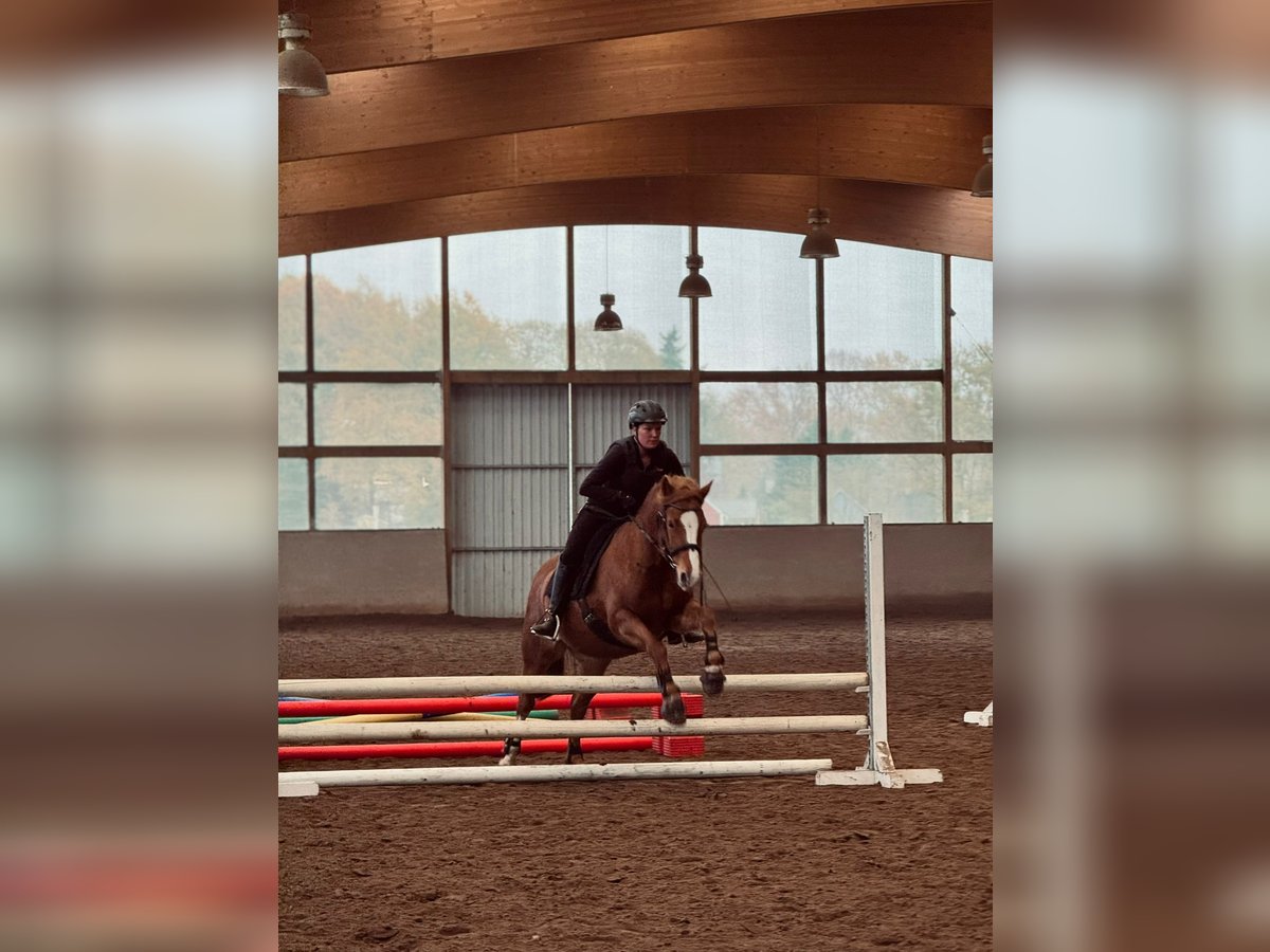 Duitse rijpony Merrie 7 Jaar 144 cm Vos in Wandlitz