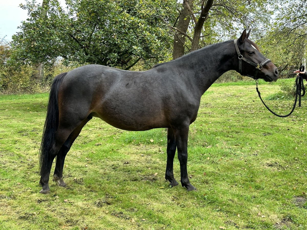 Duitse rijpony Merrie 7 Jaar 145 cm Bruin in Twistringen