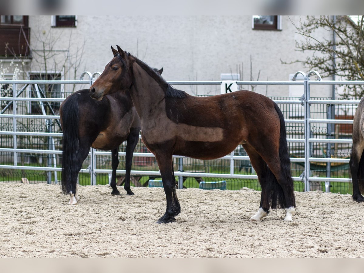 Duitse rijpony Merrie 7 Jaar 145 cm Bruin in Bad Zwesten