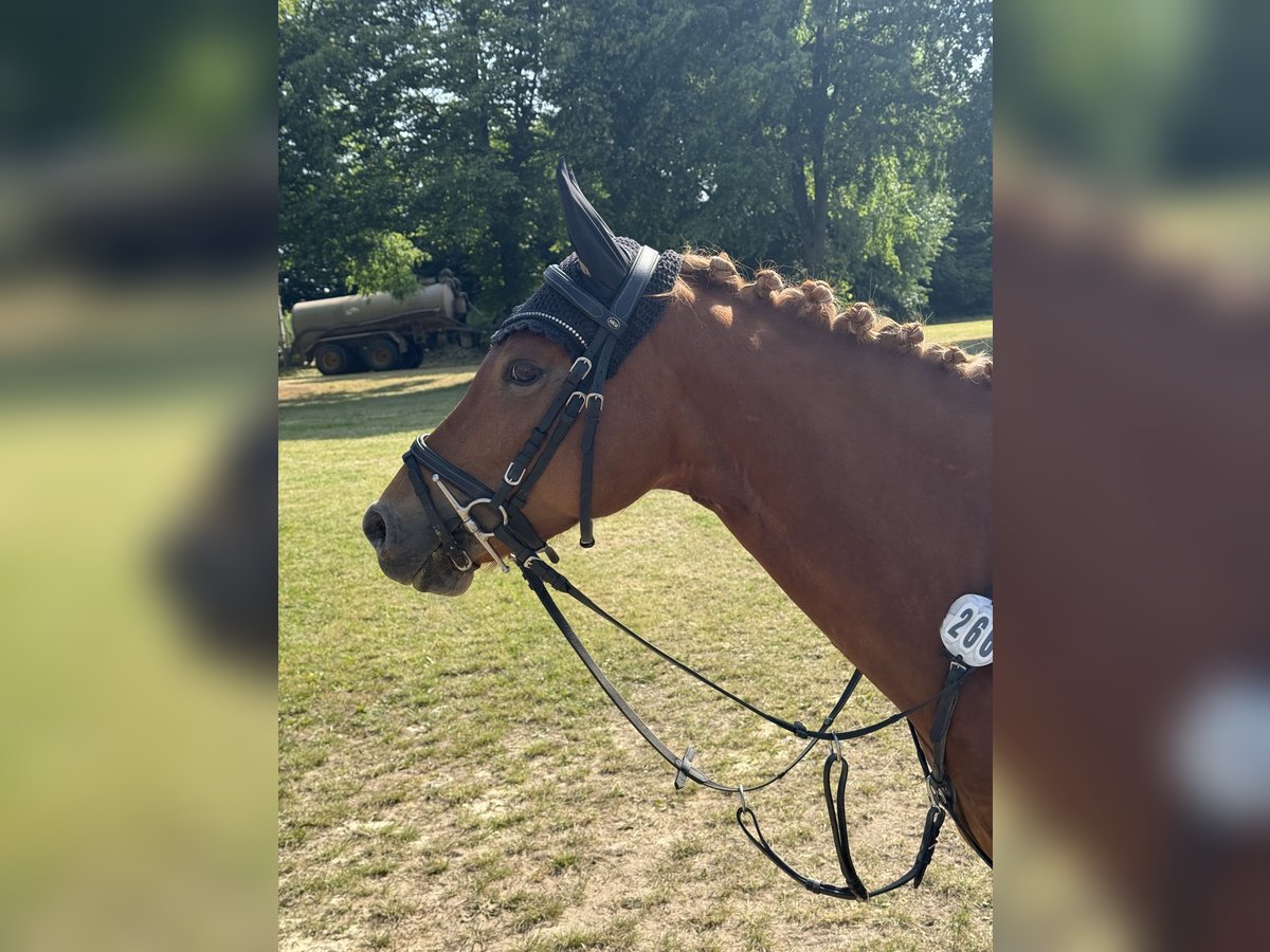 Duitse rijpony Merrie 7 Jaar 145 cm Vos in V&#xF6;hl
