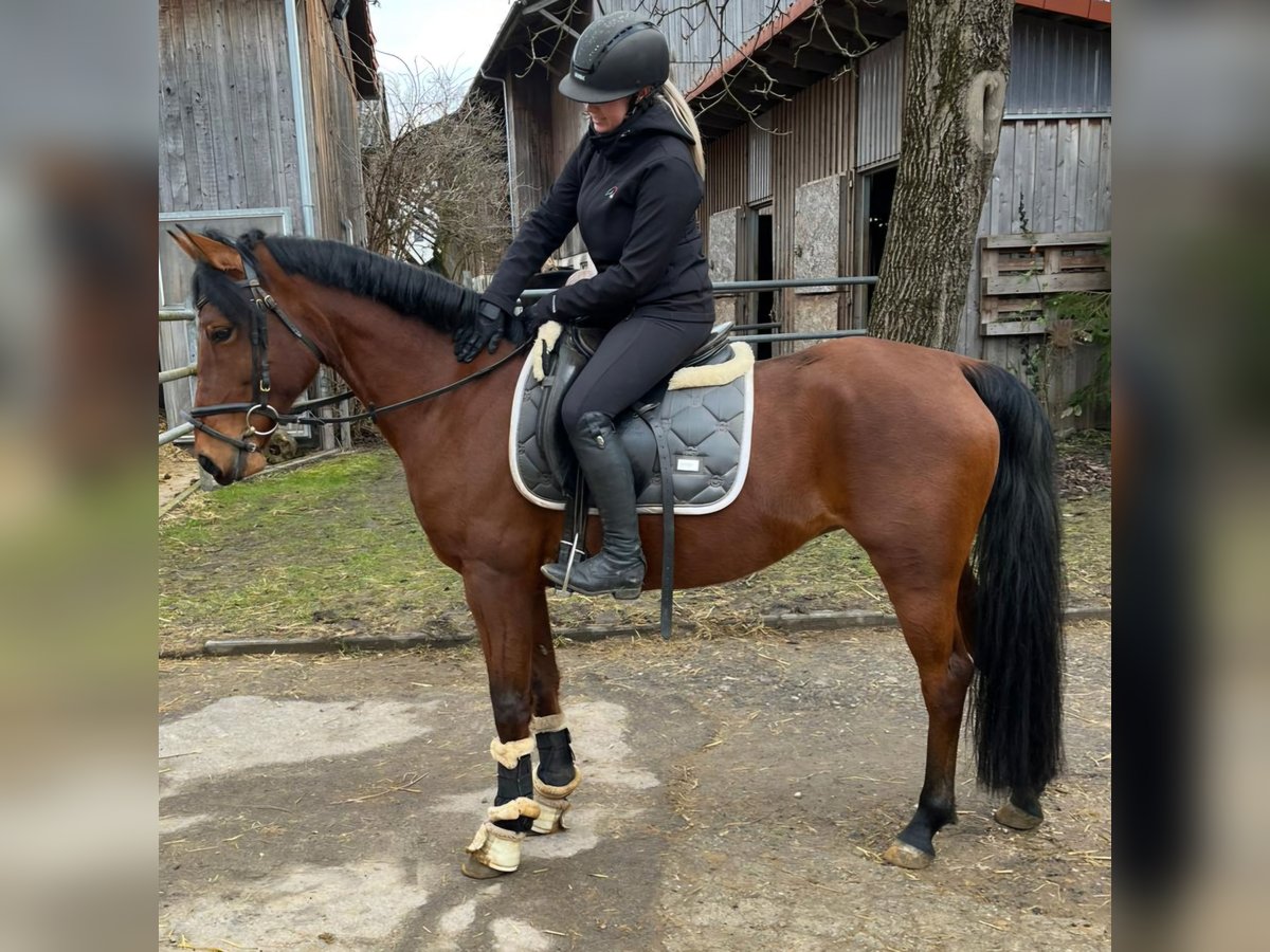 Duitse rijpony Merrie 7 Jaar 146 cm Bruin in Medlingen