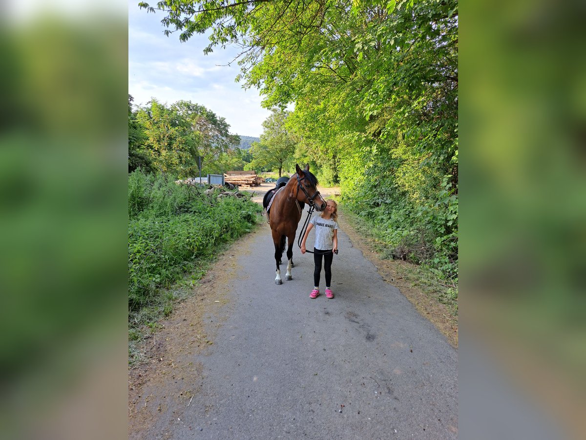 Duitse rijpony Merrie 7 Jaar 146 cm Bruin in Schenksolz