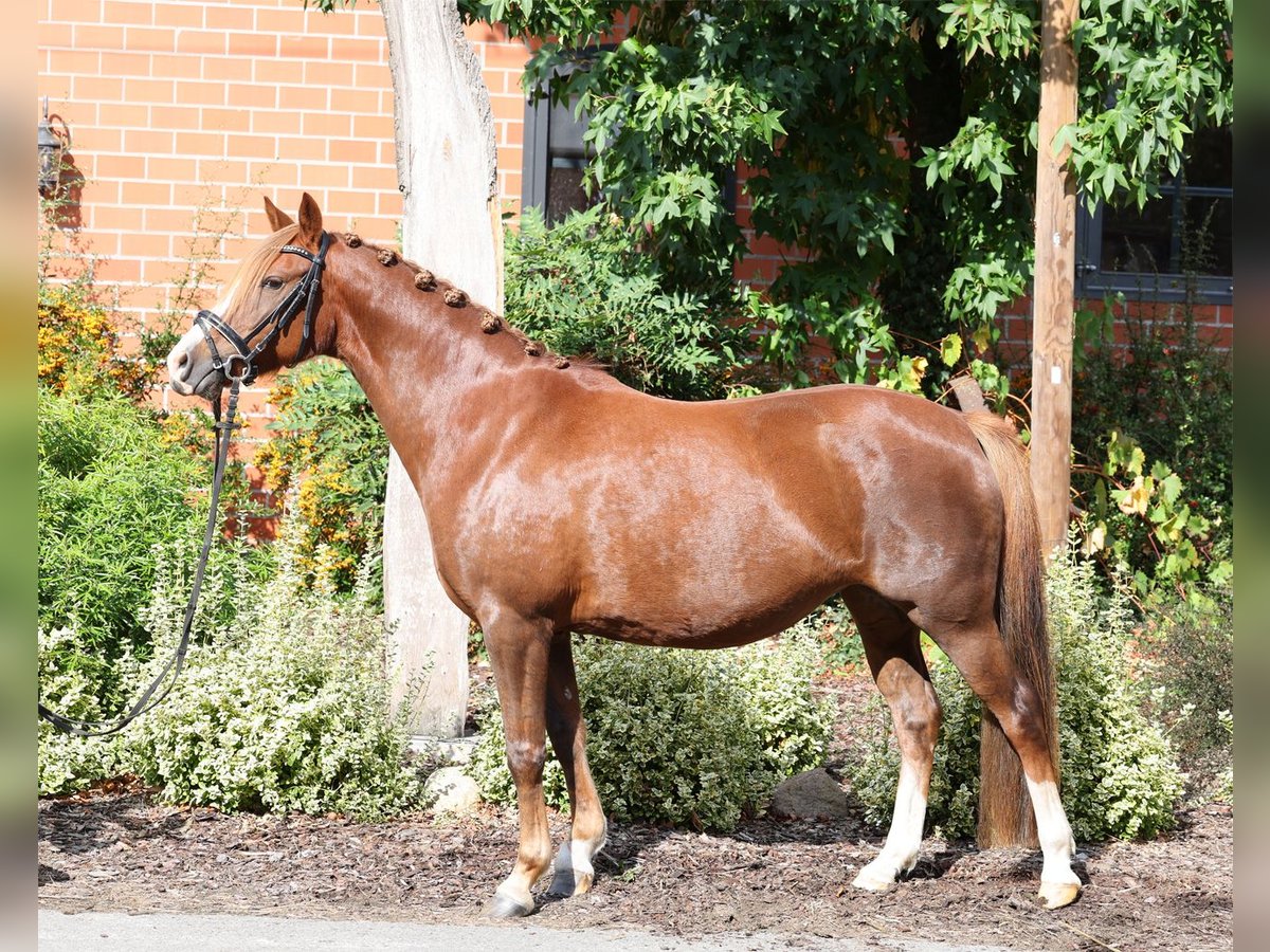 Duitse rijpony Merrie 7 Jaar 146 cm Donkere-vos in Stuhr