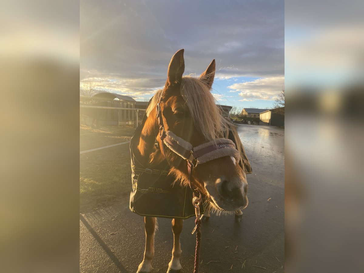 Duitse rijpony Mix Merrie 7 Jaar 147 cm Vos in Ortona