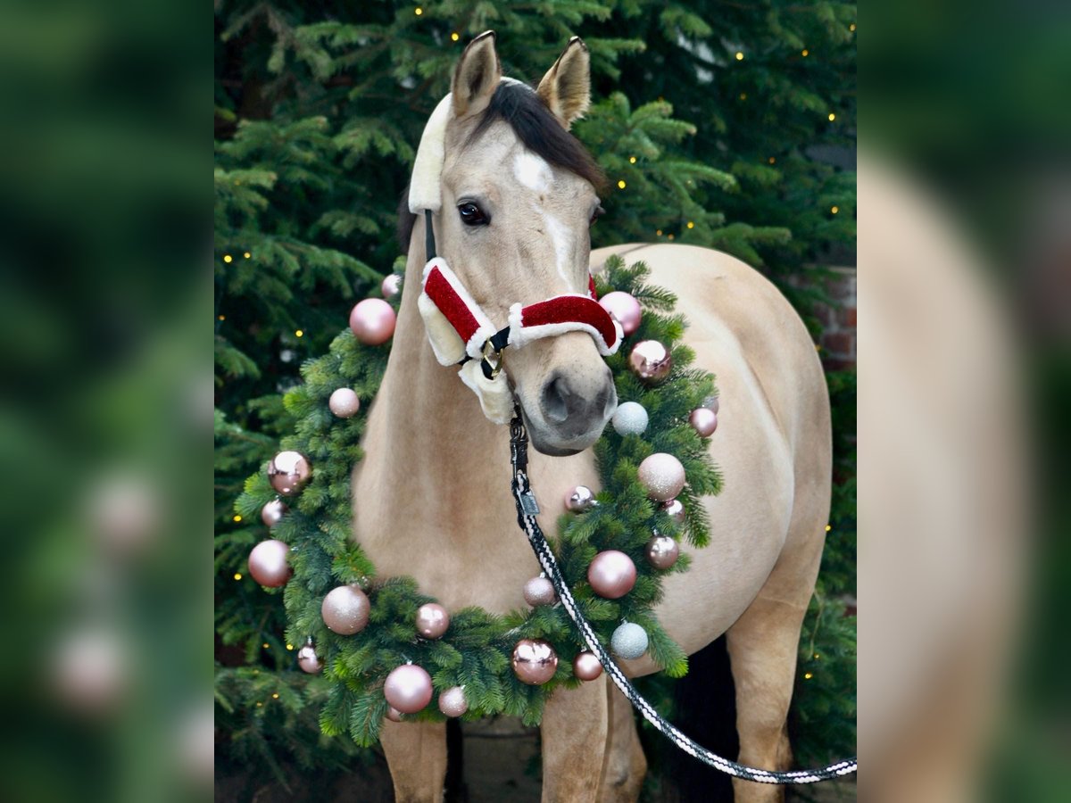 Duitse rijpony Merrie 7 Jaar 154 cm Falbe in Düsseldorf