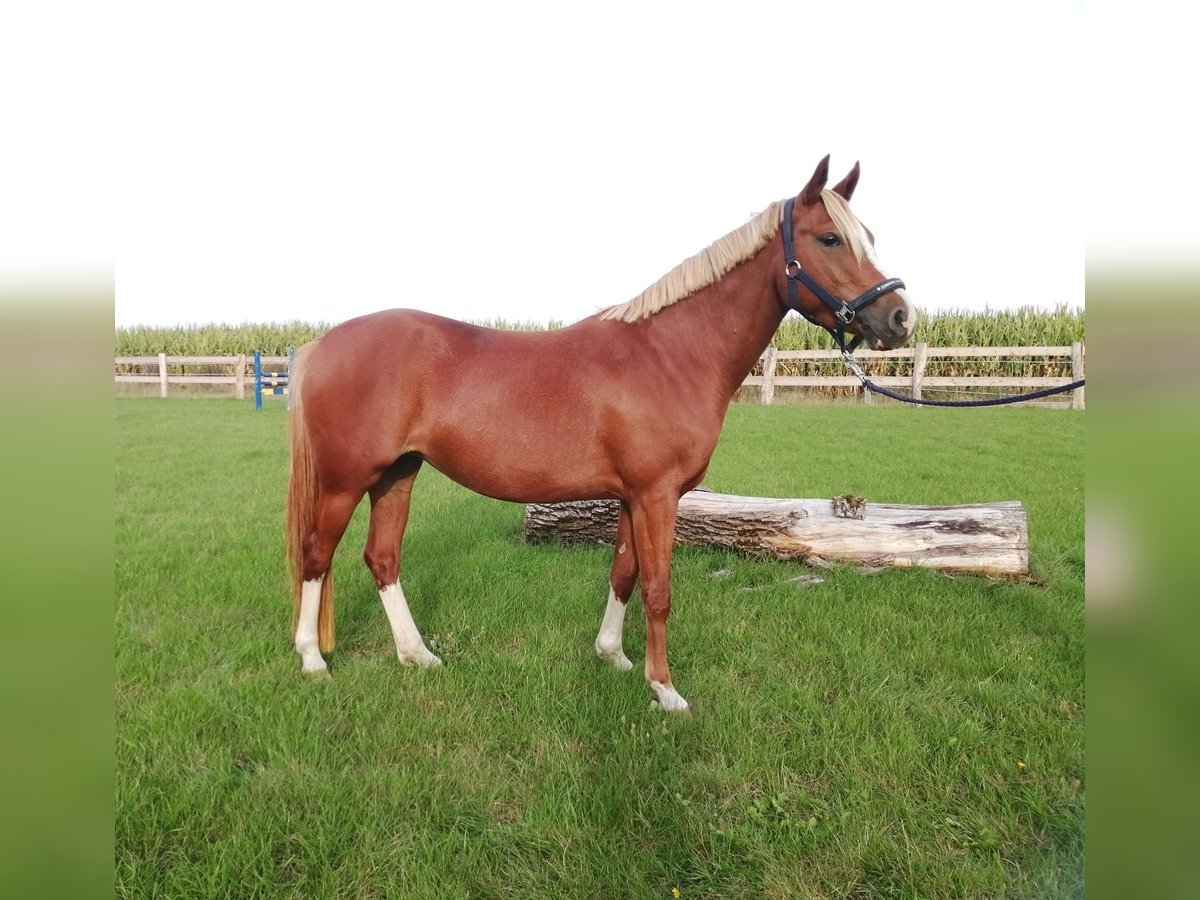 Duitse rijpony Merrie 8 Jaar 141 cm Vos in Möllenhagen