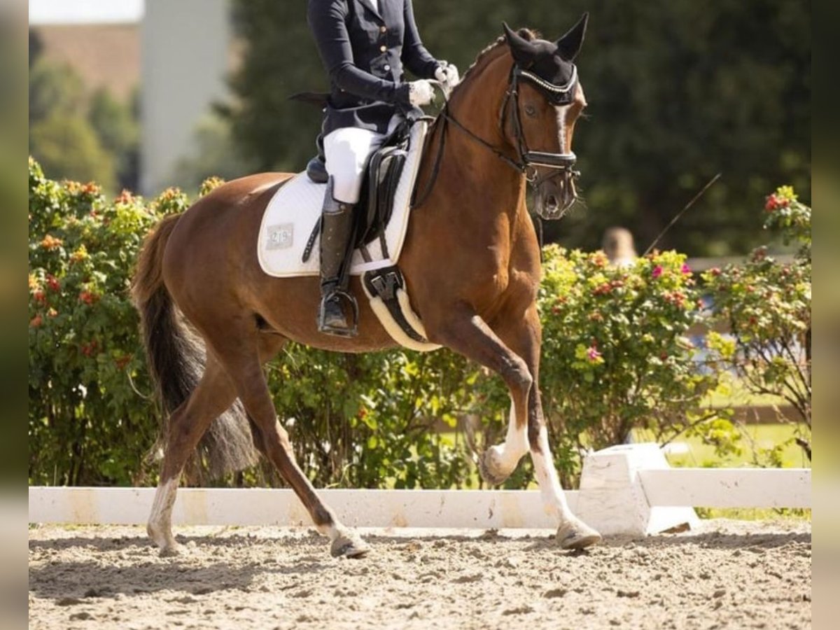 Duitse rijpony Merrie 8 Jaar 144 cm Donkere-vos in Bochum