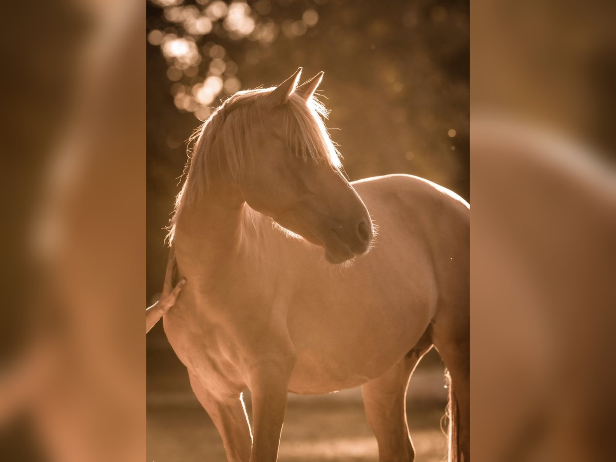 Duitse rijpony Merrie 8 Jaar 144 cm Red Dun in Ankum