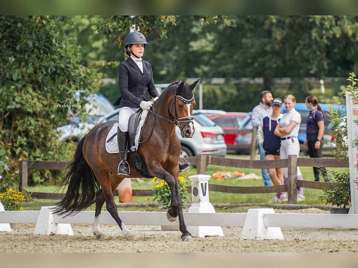 Duitse rijpony Merrie 8 Jaar 146 cm Donkerbruin in Bruchköbel