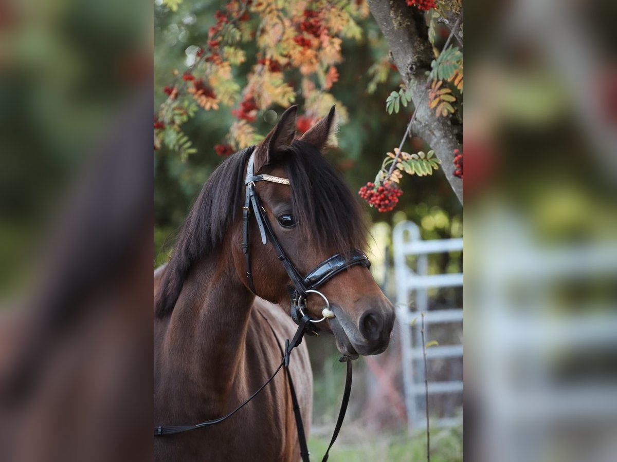 Duitse rijpony Merrie 8 Jaar 147 cm Donkerbruin in Limburg an der Lahn