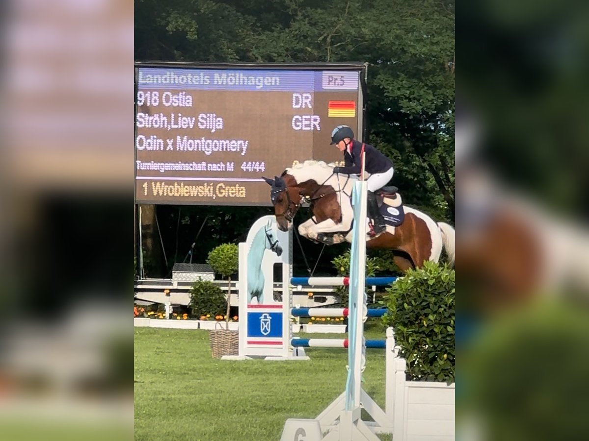 Duitse rijpony Merrie 8 Jaar 147 cm Gevlekt-paard in Bovenau