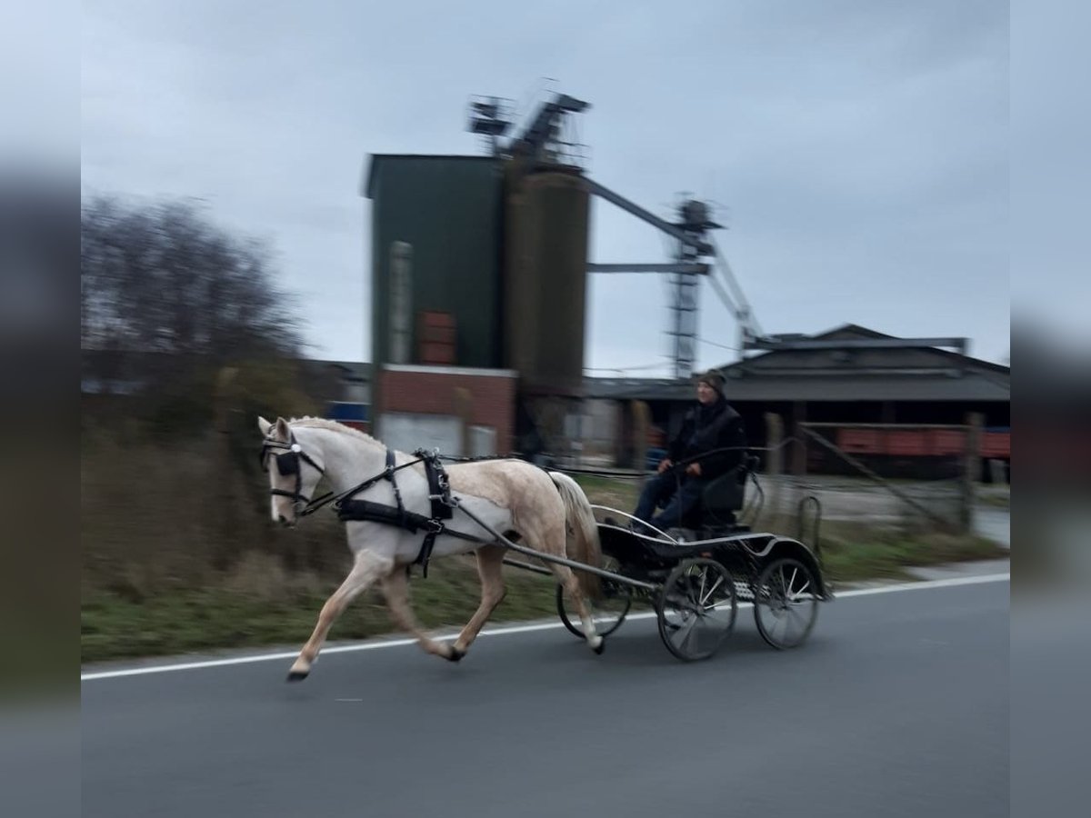 Duitse rijpony Merrie 8 Jaar 147 cm Palomino in Süderlügum