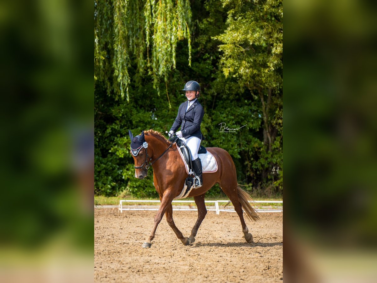 Duitse rijpony Merrie 8 Jaar 148 cm Donkere-vos in Stralsund