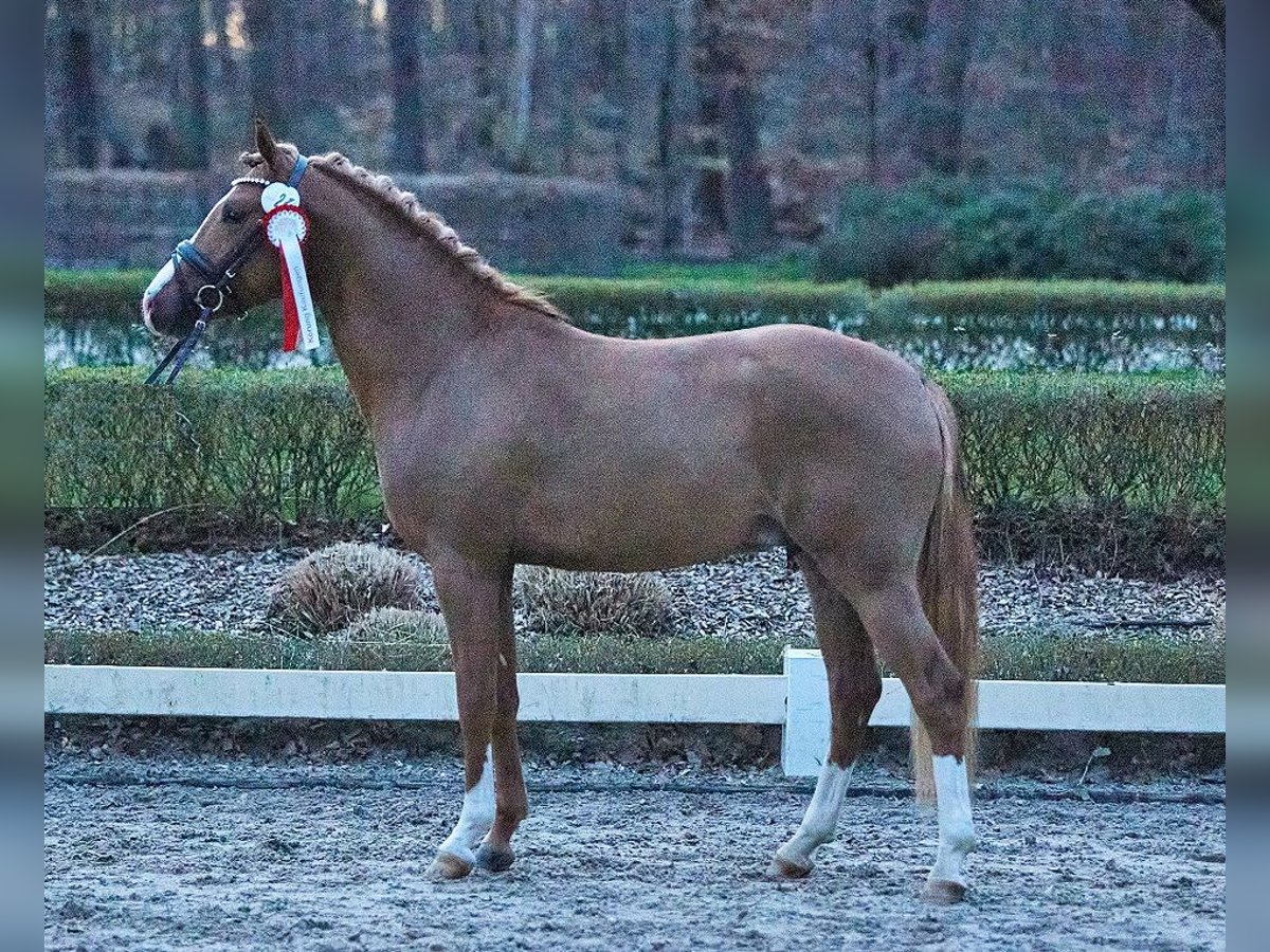 Duitse rijpony Merrie 8 Jaar 148 cm Vos in Neunkirchen