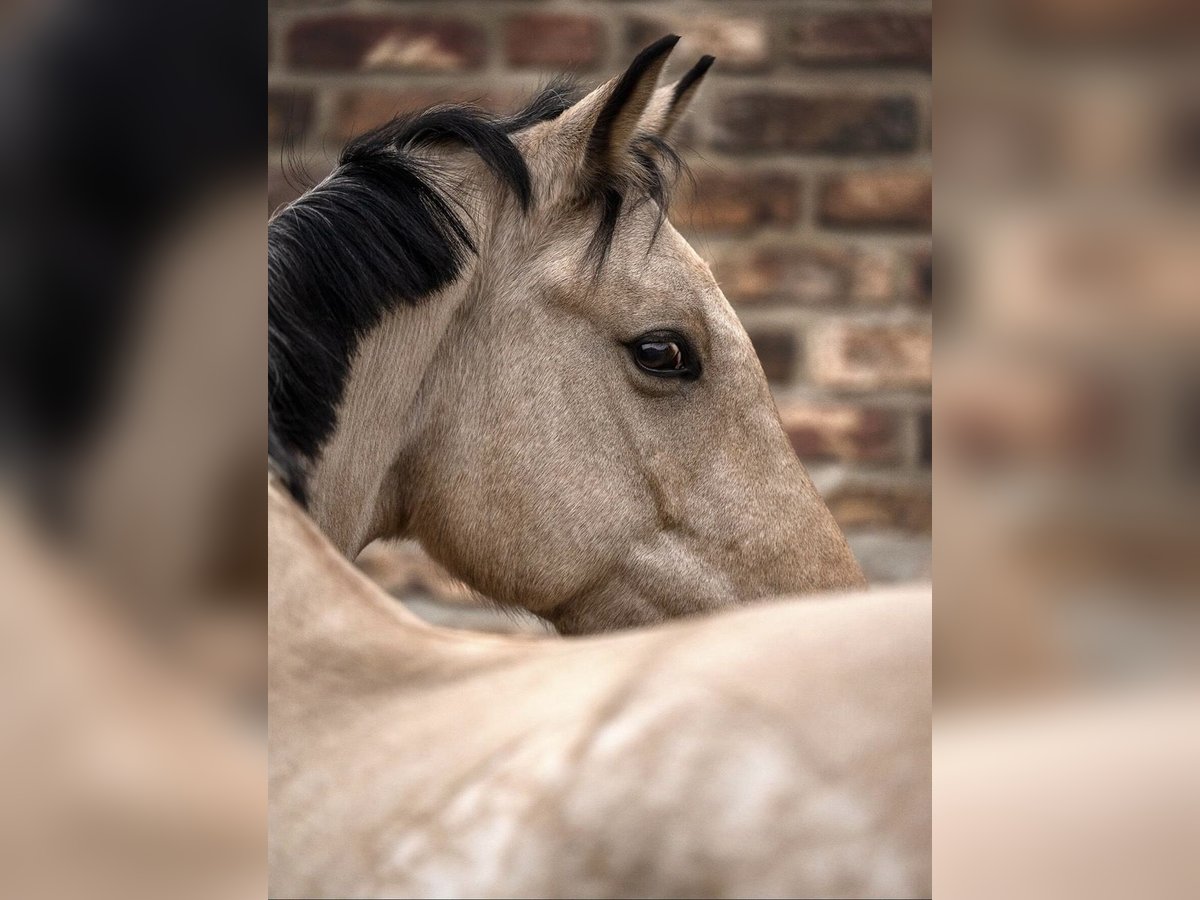 Duitse rijpony Merrie 8 Jaar 149 cm Falbe in Schwalmtal