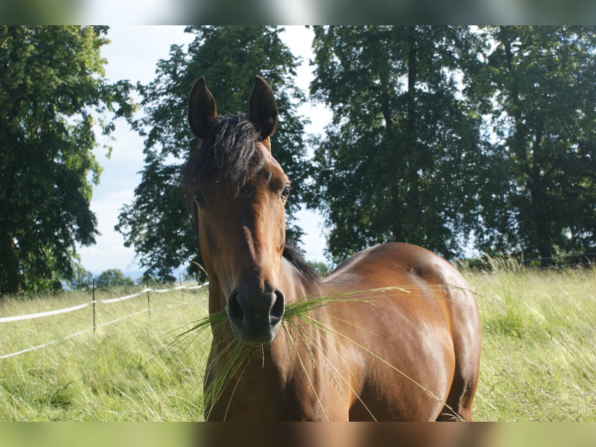 Duitse rijpony Mix Merrie 8 Jaar 152 cm Bruin in Sondershausen
