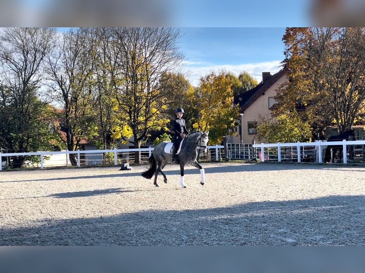 Duitse rijpony Merrie 8 Jaar 152 cm Zwartschimmel in Hohenstein