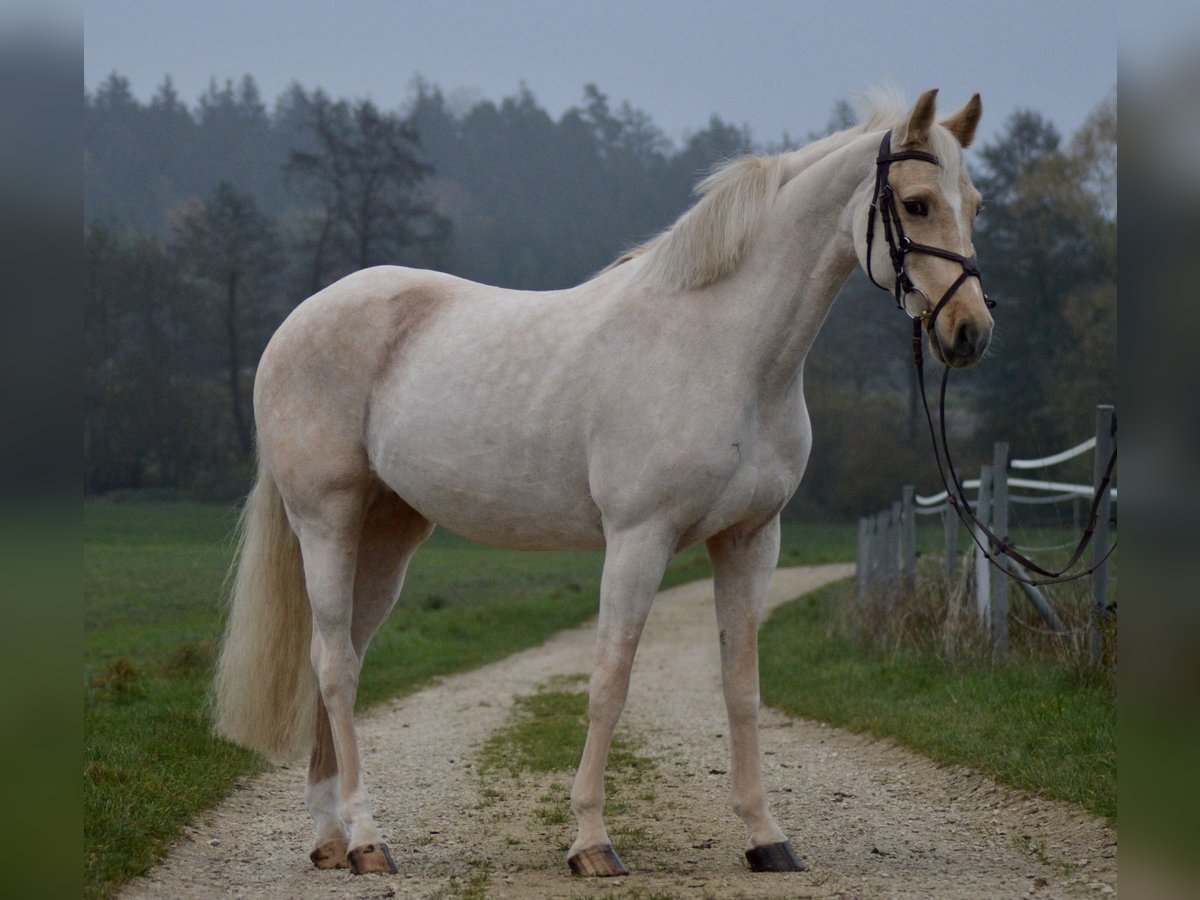 Duitse rijpony Merrie 8 Jaar 155 cm Palomino in Donauwörth