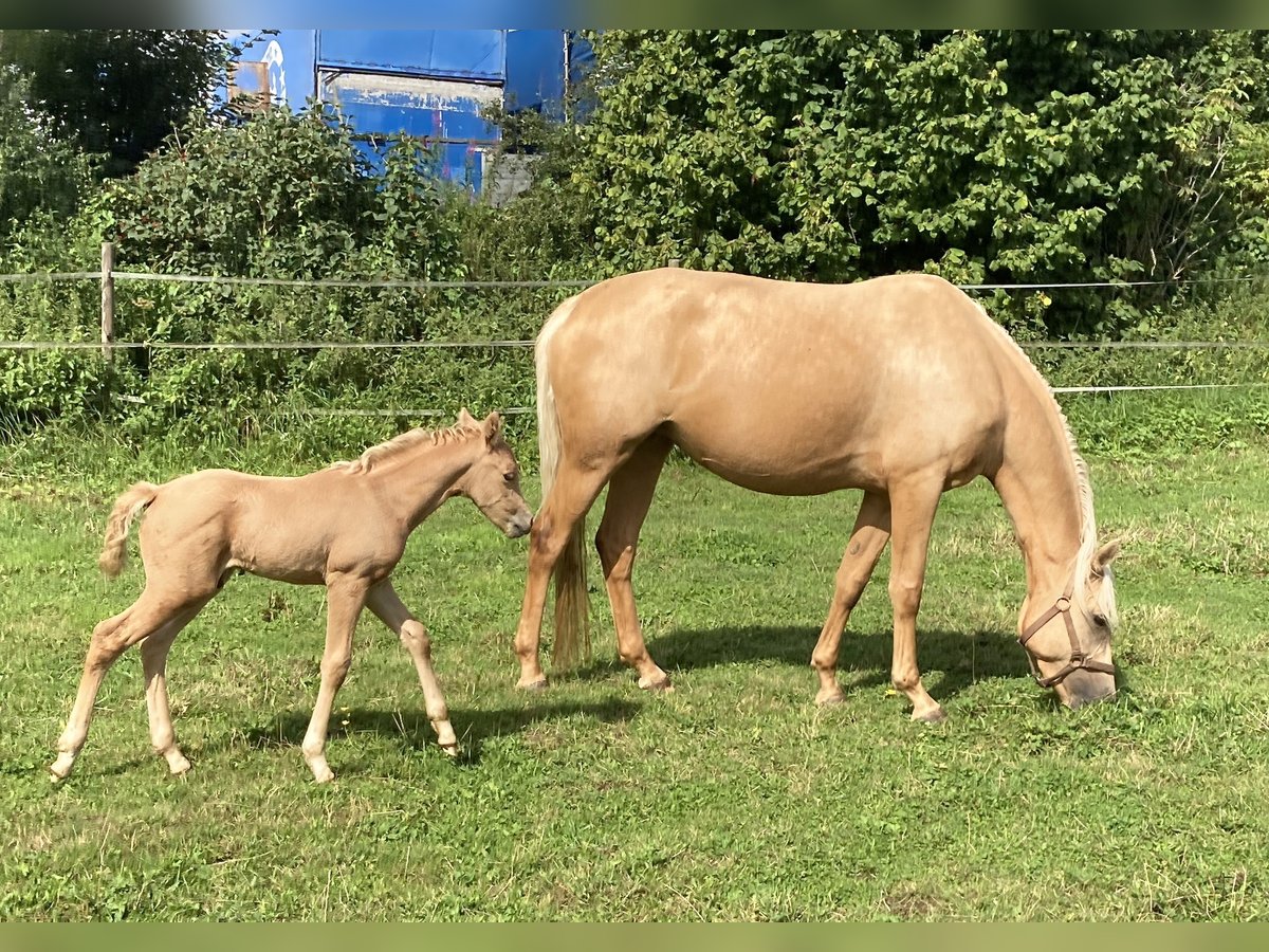 Duitse rijpony Merrie 8 Jaar 156 cm Palomino in Dahlem Schmidtheim